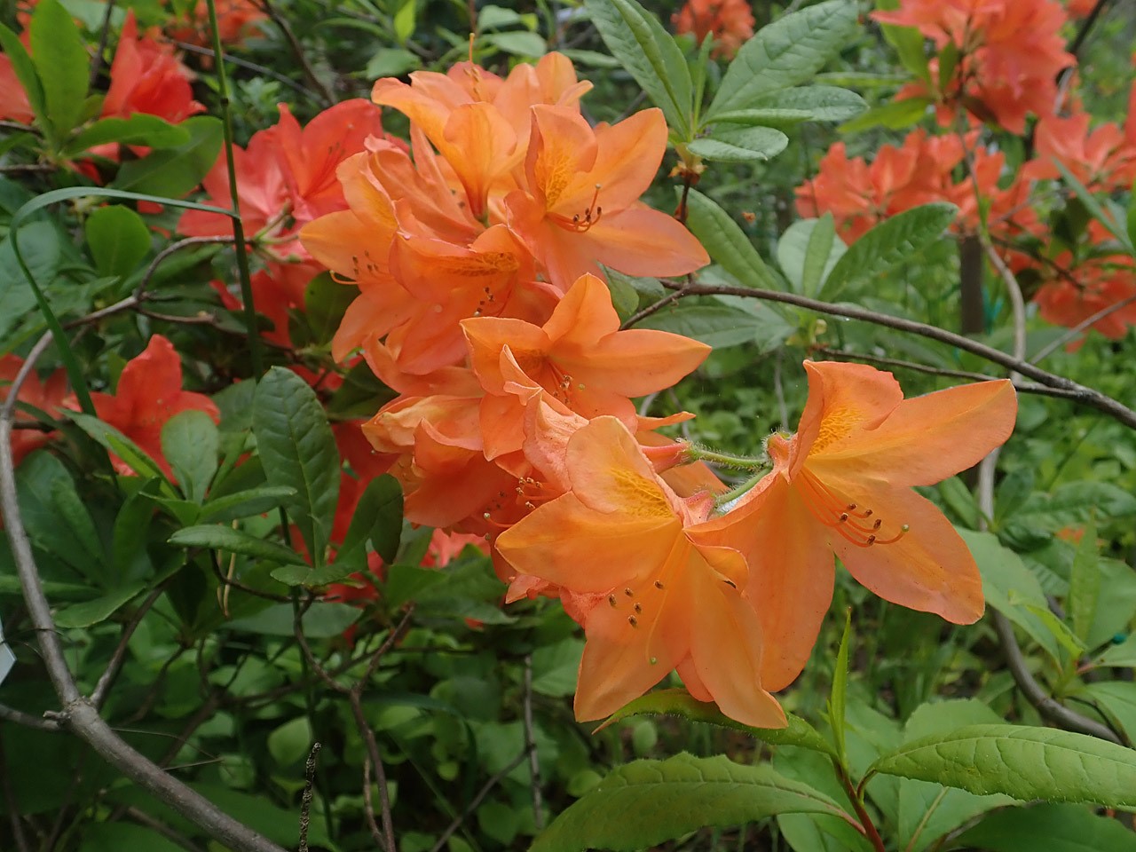 R. molle ssp. japonicum